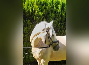 Inne konie gorącokrwiste, Klacz, 6 lat, 155 cm, Izabelowata