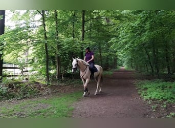 Inne konie gorącokrwiste, Klacz, 6 lat, 155 cm, Izabelowata