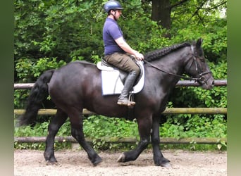 Inne konie gorącokrwiste, Klacz, 6 lat, 155 cm, Kara