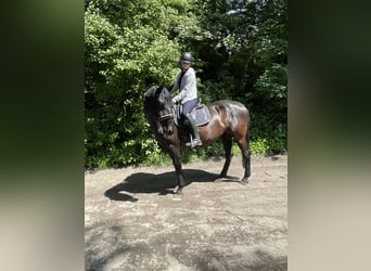 Inne konie gorącokrwiste, Klacz, 6 lat, 157 cm, Kara