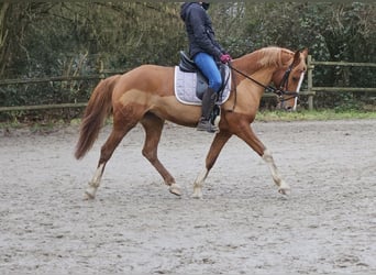 Inne konie gorącokrwiste, Klacz, 6 lat, 158 cm, Ciemnokasztanowata