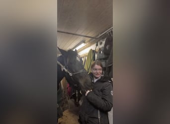 Inne konie gorącokrwiste, Klacz, 6 lat, 158 cm, Skarogniada