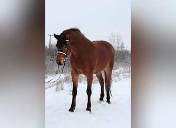 Inne konie gorącokrwiste, Klacz, 6 lat, 160 cm, Gniada