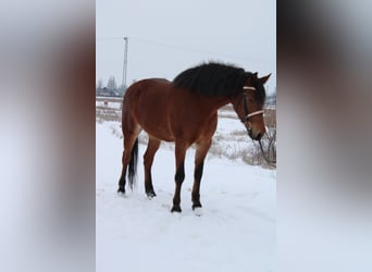 Inne konie gorącokrwiste, Klacz, 6 lat, 160 cm, Gniada