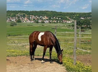 Inne konie gorącokrwiste, Klacz, 6 lat, 160 cm, Gniada