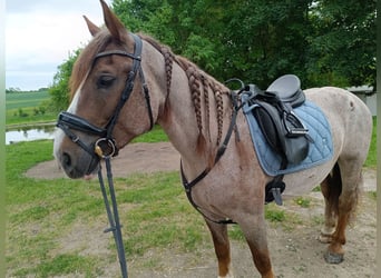Inne konie gorącokrwiste, Klacz, 6 lat, 160 cm, Kasztanowatodereszowata