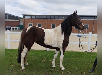 Inne konie gorącokrwiste, Klacz, 6 lat, 160 cm, Srokata