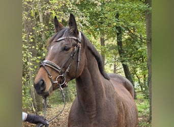Inne konie gorącokrwiste, Klacz, 6 lat, 162 cm, Ciemnogniada