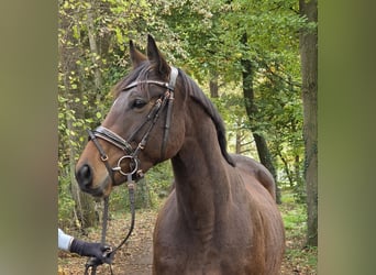 Inne konie gorącokrwiste, Klacz, 6 lat, 162 cm, Ciemnogniada