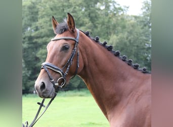 Inne konie gorącokrwiste, Klacz, 6 lat, 162 cm, Gniada