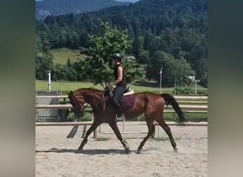 Inne konie gorącokrwiste, Klacz, 6 lat, 164 cm, Gniada