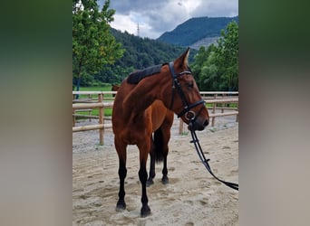 Inne konie gorącokrwiste, Klacz, 6 lat, 164 cm, Gniada