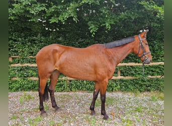 Inne konie gorącokrwiste, Klacz, 6 lat, 164 cm, Gniada