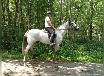 Inne konie gorącokrwiste, Klacz, 6 lat, 164 cm, Siwa