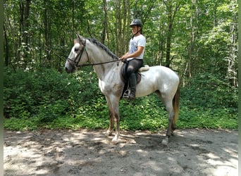 Inne konie gorącokrwiste, Klacz, 6 lat, 164 cm, Siwa