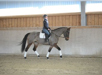 Inne konie gorącokrwiste, Klacz, 6 lat, 170 cm, Gniada