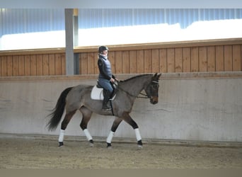 Inne konie gorącokrwiste, Klacz, 6 lat, 170 cm, Gniada