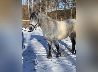 Inne konie gorącokrwiste Mix, Klacz, 7 lat, 152 cm