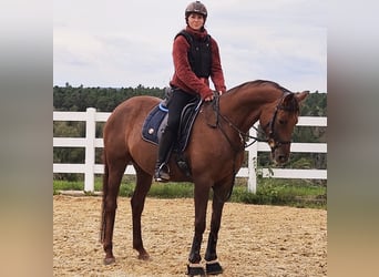 Inne konie gorącokrwiste, Klacz, 7 lat, 155 cm, Kasztanowata