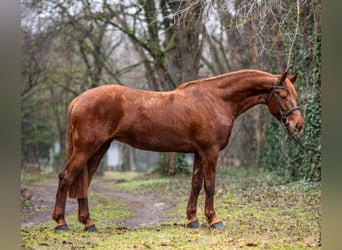 Inne konie gorącokrwiste, Klacz, 7 lat, 160 cm, Kasztanowata