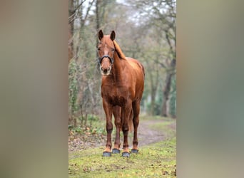 Inne konie gorącokrwiste, Klacz, 7 lat, 160 cm, Kasztanowata