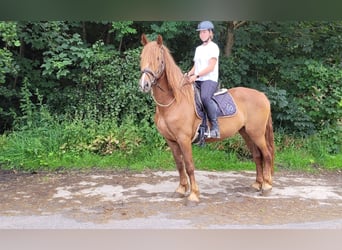 Inne konie gorącokrwiste, Klacz, 7 lat, 160 cm, Kasztanowata