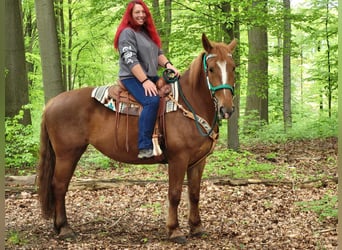 Inne konie gorącokrwiste, Klacz, 7 lat, 162 cm, Kasztanowata