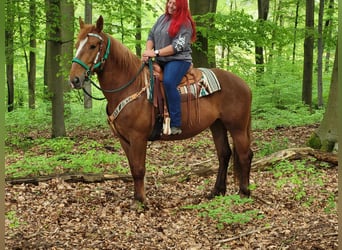 Inne konie gorącokrwiste, Klacz, 7 lat, 162 cm, Kasztanowata