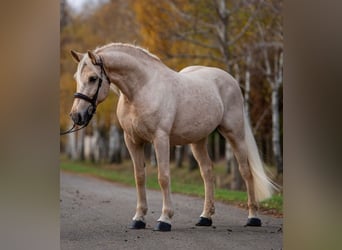 Inne konie gorącokrwiste, Klacz, 7 lat, 163 cm, Izabelowata