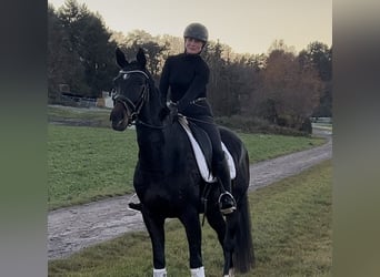 Inne konie gorącokrwiste, Klacz, 7 lat, 165 cm, Gniada