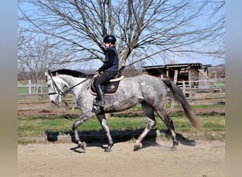 Inne konie gorącokrwiste, Klacz, 7 lat, 166 cm, Siwa
