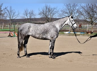 Inne konie gorącokrwiste, Klacz, 7 lat, 166 cm, Siwa