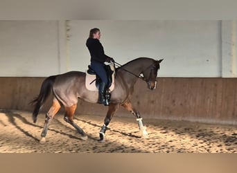 Inne konie gorącokrwiste, Klacz, 7 lat, 167 cm