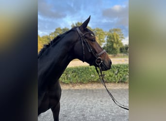 Inne konie gorącokrwiste, Klacz, 7 lat, 168 cm, Ciemnogniada