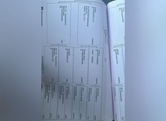 Inne konie gorącokrwiste, Klacz, 7 lat