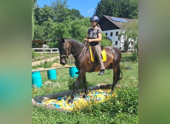Inne konie gorącokrwiste, Klacz, 8 lat, 152 cm, Ciemnogniada