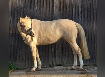 Inne konie gorącokrwiste, Klacz, 8 lat, 154 cm, Izabelowata