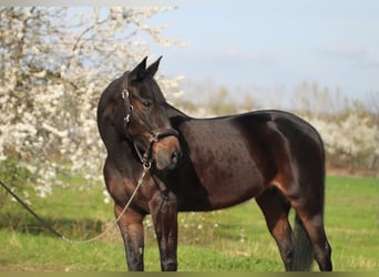 Inne konie gorącokrwiste, Klacz, 8 lat, 156 cm, Ciemnogniada