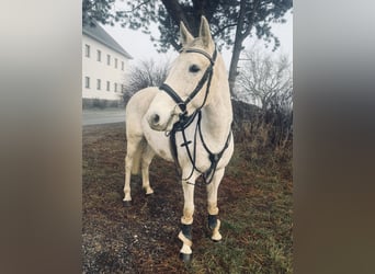 Inne konie gorącokrwiste, Klacz, 8 lat, 160 cm, Siwa