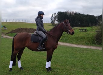 Inne konie gorącokrwiste, Klacz, 8 lat, 161 cm, Gniada