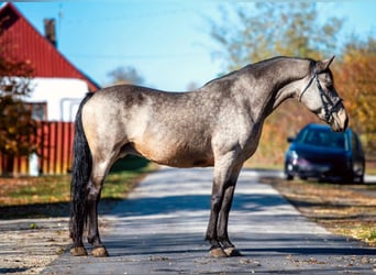 Inne konie gorącokrwiste, Klacz, 8 lat, 163 cm, Jelenia