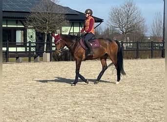 Inne konie gorącokrwiste, Klacz, 8 lat, 165 cm, Gniada