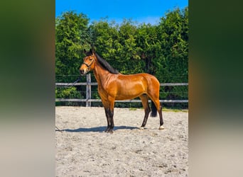 Inne konie gorącokrwiste, Klacz, 8 lat, 165 cm