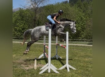 Inne konie gorącokrwiste, Klacz, 8 lat, 167 cm, Siwa