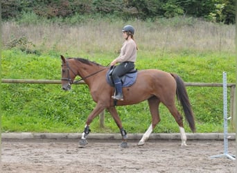 Inne konie gorącokrwiste, Klacz, 8 lat, 170 cm, Ciemnokasztanowata