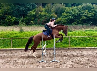 Inne konie gorącokrwiste, Klacz, 8 lat, 170 cm, Ciemnokasztanowata