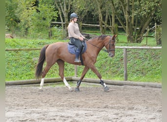 Inne konie gorącokrwiste, Klacz, 8 lat, 170 cm, Ciemnokasztanowata