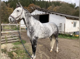 Inne konie gorącokrwiste, Klacz, 8 lat, 170 cm, Siwa