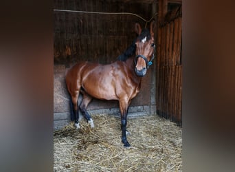 Inne konie gorącokrwiste, Klacz, 9 lat, 157 cm, Gniada