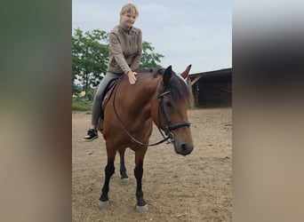 Inne konie gorącokrwiste, Klacz, 9 lat, 159 cm